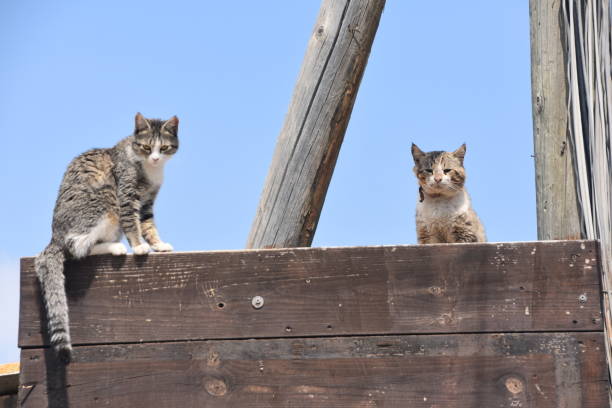 istock Two cats sitting on a basketball 1137818011