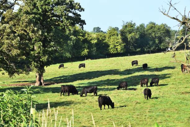 Grazing Beef Cattle Herd of cattle grazing on the hill in summertime. bull aberdeen angus cattle black cattle stock pictures, royalty-free photos & images