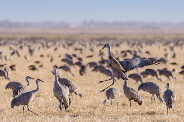 istock Migrating Greater Sandhill Cranes in Monte Vista, Colorado 1137818898