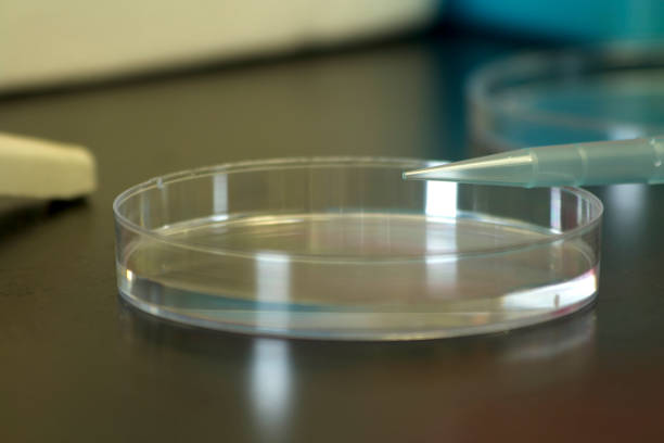 istock Petri Dish and Micropipette Tip on Lab Bench 1137820160