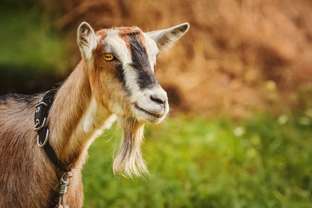 Portrait of Billy Goat Close up Portrait of Billy Goat without Horns goat photos stock pictures, royalty-free photos & images