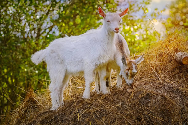 istock Goatlings on a Hay 1137820282