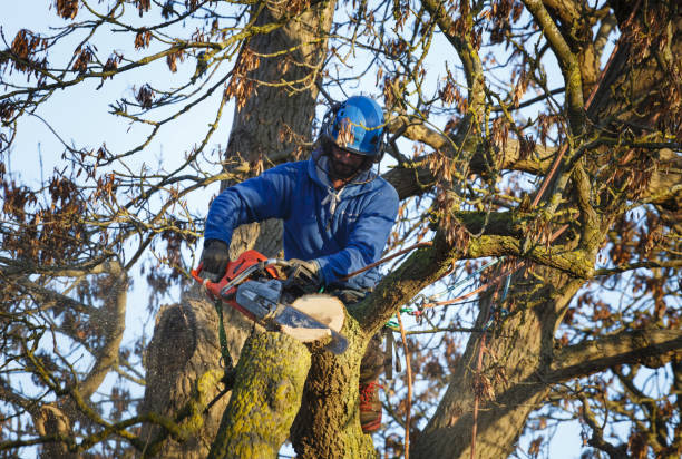 Tree surgeon cutting tree Buckingham, UK - January 30, 2019. A tree surgeon uses a chainsaw to cut a branch from an oak tree. The tree surgeon is secured to the tree with ropes and a harness. chainsaw lumberjack lumber industry manual worker stock pictures, royalty-free photos & images