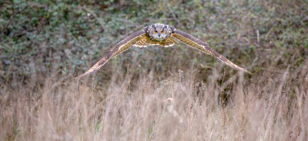 istock Eurasian Eagle Owl (Bubo bubo) in natural environment 1137821332
