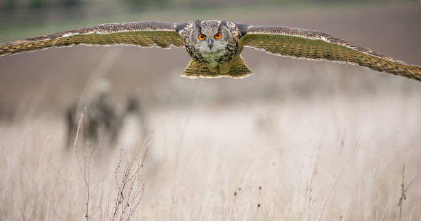 istock Eurasian Eagle Owl (Bubo bubo) in natural environment 1137822399