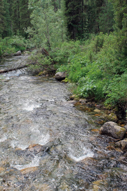 istock The mountain stone river in the forest. 1137822439