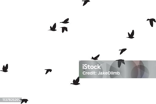 istock Pigeons Flying Silhouettes 6 1137825209