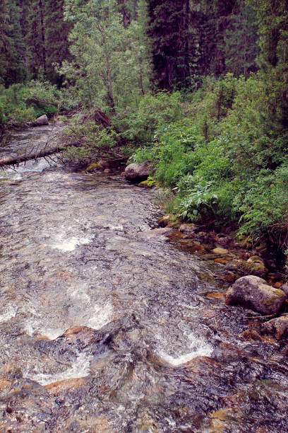 istock The mountain stone river in the forest. 1137825388