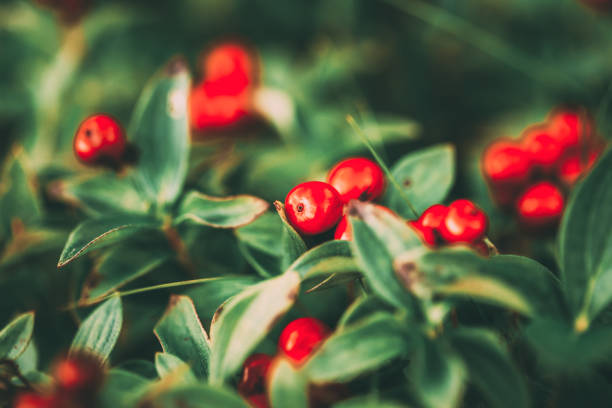 Wild growing lingon berries closeup, Norway nature