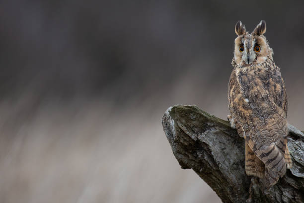 istock Long Eared Owl (Asio flammeus) on completely natural perch 1137827957