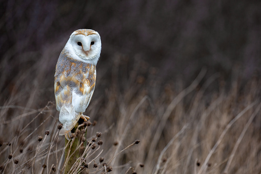 European Barn Owl (Tyto Alba) in completely natural habitat, United Kingdom