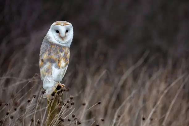 Photo of European Barn Owl (Tyto Alba) in completely natural habitat