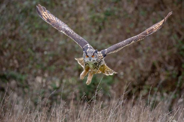 Eurasian Eagle Owl (Bubo bubo) in natural environment
