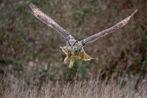 Eurasian Eagle Owl (Bubo bubo) in natural environment Eurasian Eagle Owl (Bubo bubo) in natural environment, United Kingdom eurasian eagle owl stock pictures, royalty-free photos & images