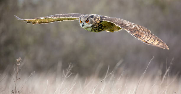 istock Eurasian Eagle Owl (Bubo bubo) in natural environment 1137830370