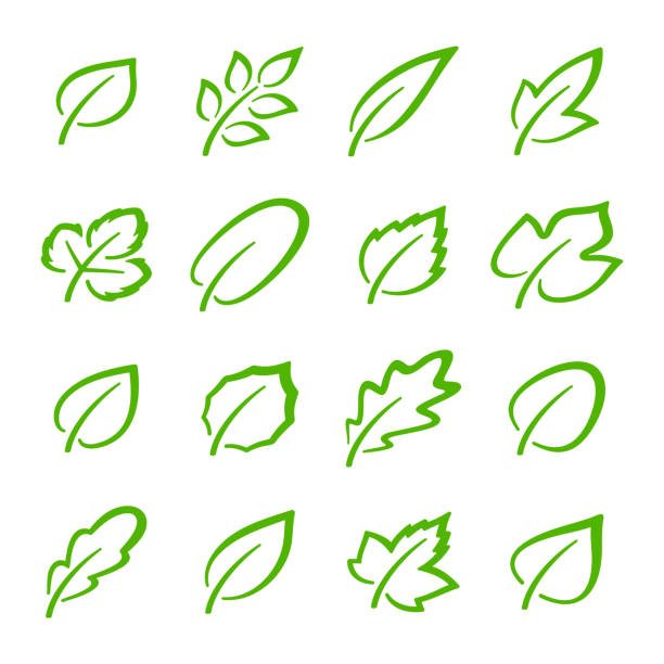 ilustraciones, imágenes clip art, dibujos animados e iconos de stock de conjunto simple de iconos vectoriales de hojas verdes lineales. contiene iconos vectoriales como hoja de roble, hoja de grosella, hoja de fresa, hoja de ceniza y otros - fruit sale for vegitable