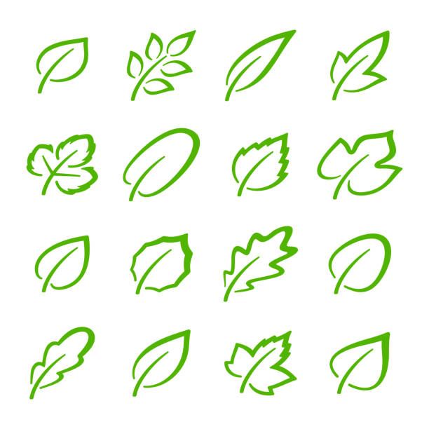 prosty zestaw liniowych zielonych liści ikon wektorowych. zawiera takie ikony wektorowe jak liść dębu, liść porzeczki, liść truskawki, liść jesionu i inne - grape nature design berry fruit stock illustrations
