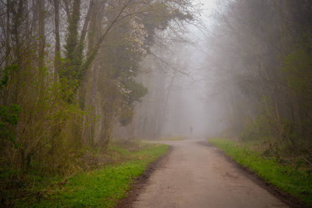 istock Forest du Chateau Saint-Germain-en-Laye, France 1137831591
