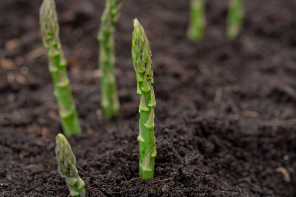 New harvest of green asparagus vegetable in spring season, green asparagus growing up from the ground on farm New harvest of green asparagus vegetable in spring season, green asparagus growing up from the ground on farm close up grow Asparagus  stock pictures, royalty-free photos & images