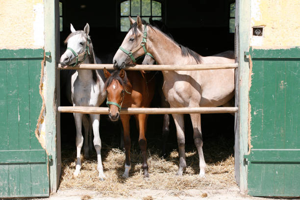 istock Nice thoroughbred foals standing in the stable door summertime 1137834204