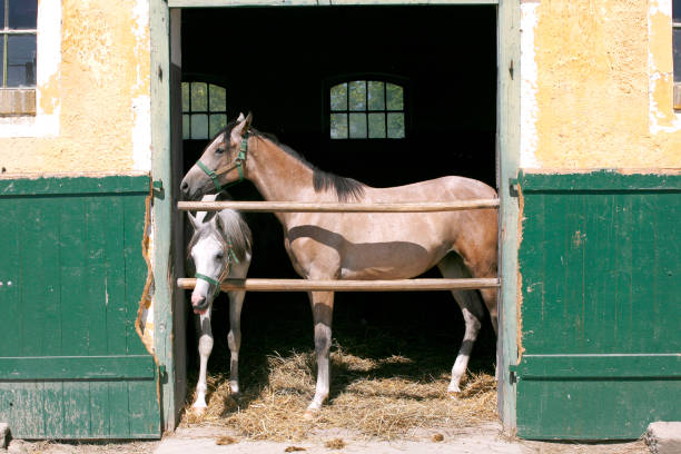 istock Nice thoroughbred foals standing in the stable door summertime 1137834206