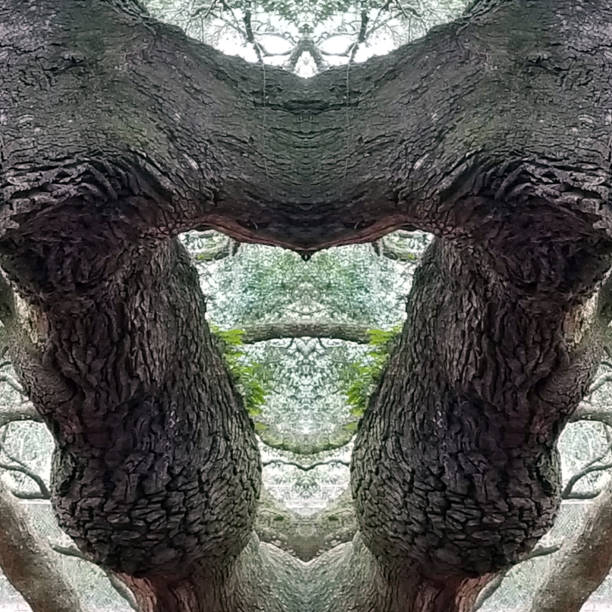 istock Abstract Mirror Collage of Angel Oak Tree 26 1137836828