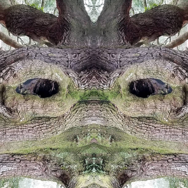 istock Abstract Mirror Collage of Angel Oak Tree 29 1137836837