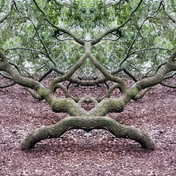 istock Abstract Mirror Collage of Angel Oak Tree 30 1137836851
