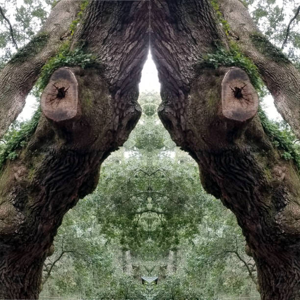 istock Abstract Mirror Collage of Angel Oak Tree 7 1137837582