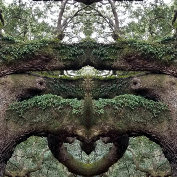istock Abstract Mirror Collage of Angel Oak Tree 10 1137837598