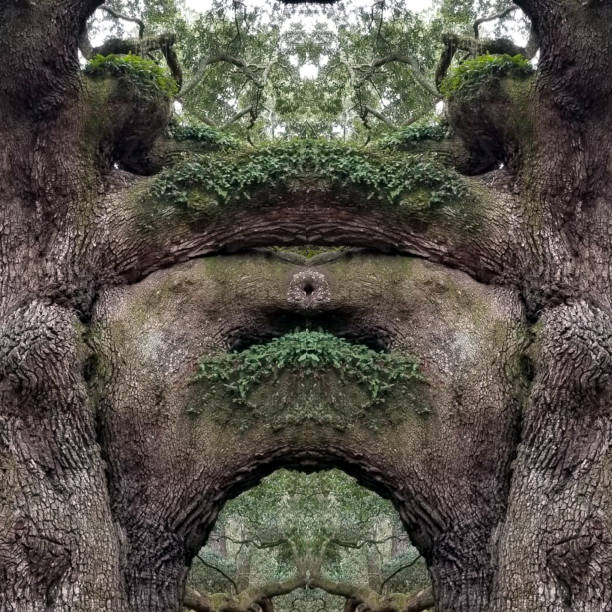 istock Abstract Mirror Collage of Angel Oak Tree 11 1137837605