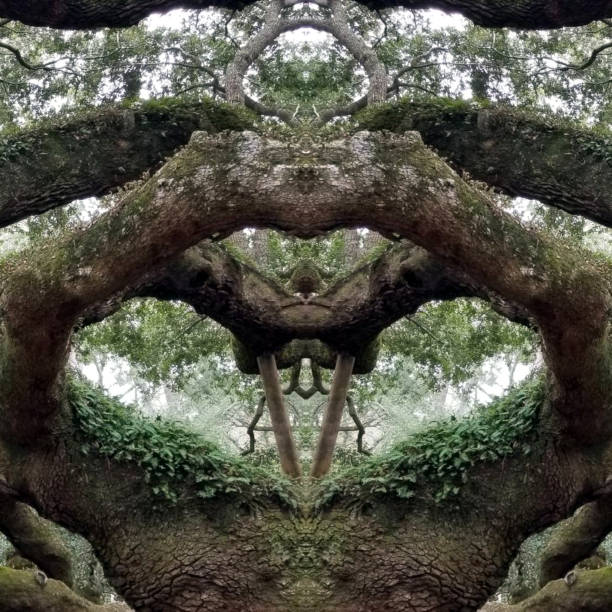 istock Abstract Mirror Collage of Angel Oak Tree 8 1137837606