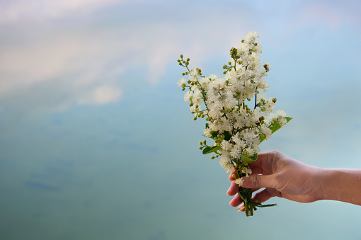 wild bouquet of white blooming flower holding in woman hand with blue water lake summer nature background