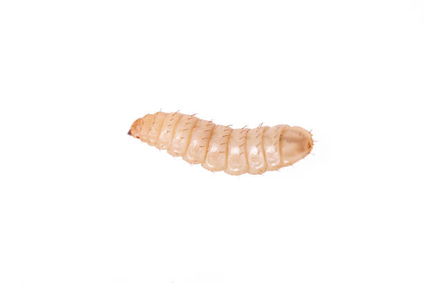 Phoenix worm isolated white background