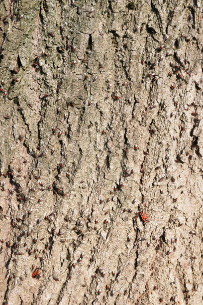 tree bark infested with bugs stock photo