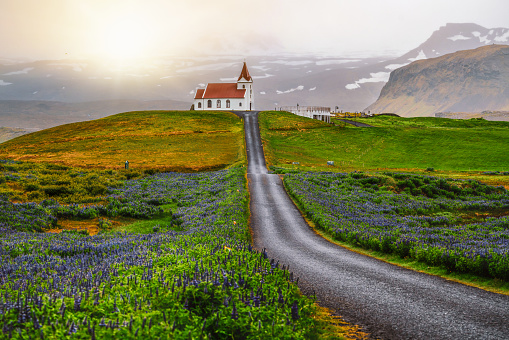 Ingjaldsholl church in Hellissandur, Iceland in the field of blooming lupine flowers with background of Snaefellsjokull mountain. Beautiful sunny scenery of summer in Iceland.