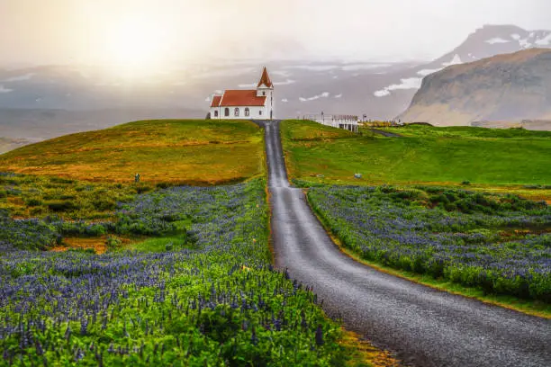 Photo of Ingjaldsholl church in Hellissandur, Iceland in the field of blooming lupine flowers with background of Snaefellsjokull mountain. Beautiful sunny scenery of summer in Iceland.