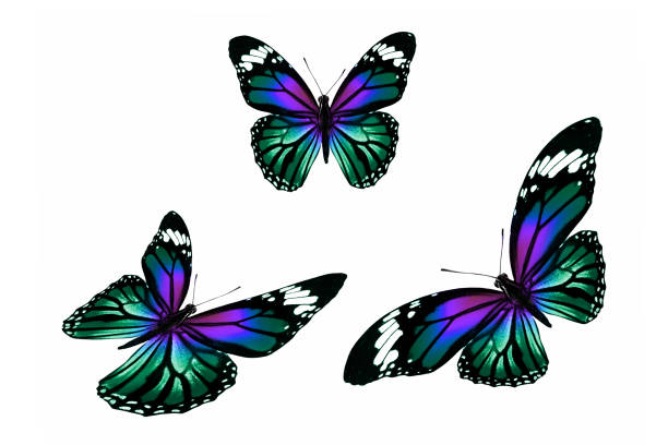 istock set of colored tropical butterflies isolated on white background 1137845405