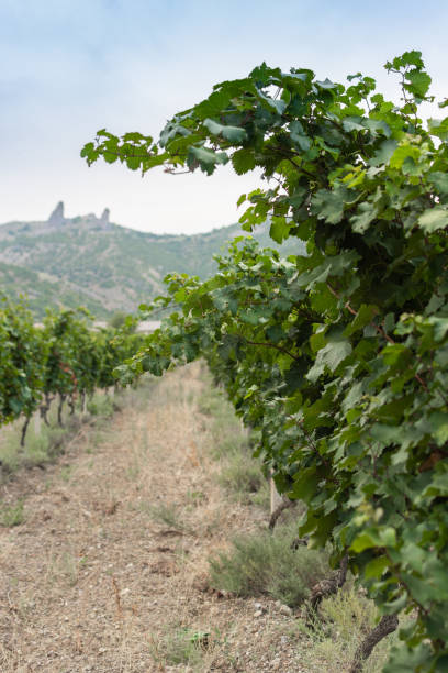istock Green rows of a vineyard 1137846588