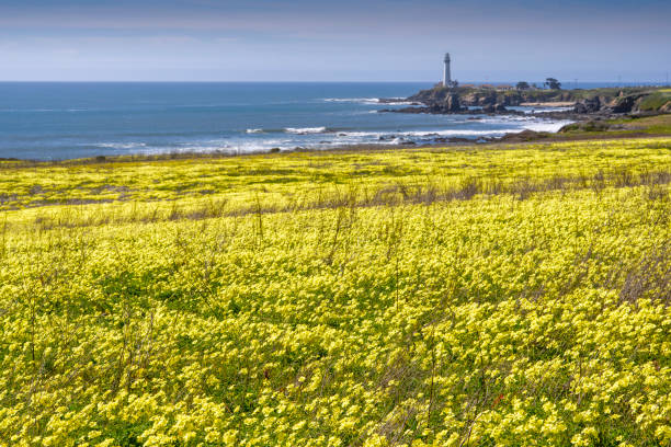 Wild field mustard plants in bloom, with Pigeon Point Lighthouse in background.\n\nTaken in Coastal Northern California, USA.