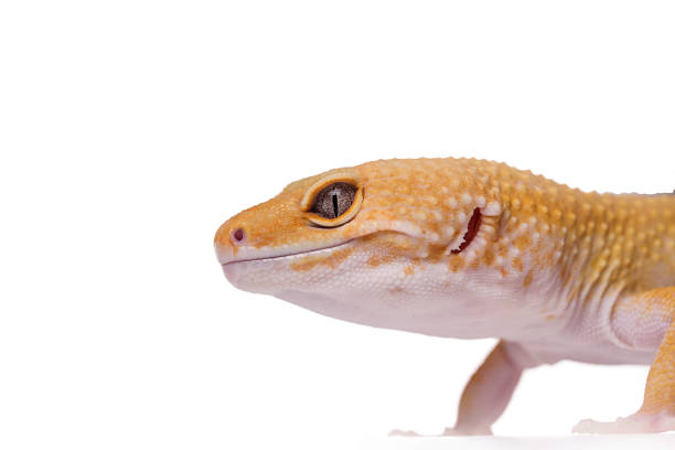 istock Leopard gecko close up on white background 1137847999