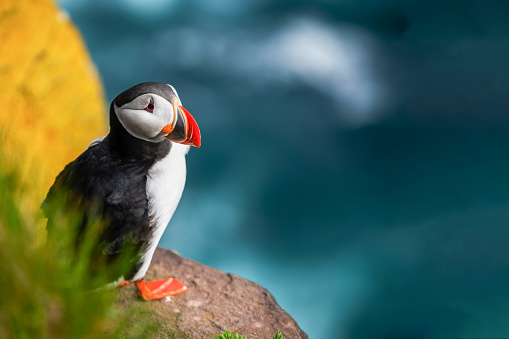 Puffin on a nesting cliff at Dyrholaey peninsula on the South Coast of Iceland.