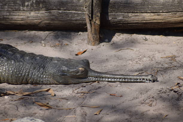 istock Gharial in the zoo 1137850726