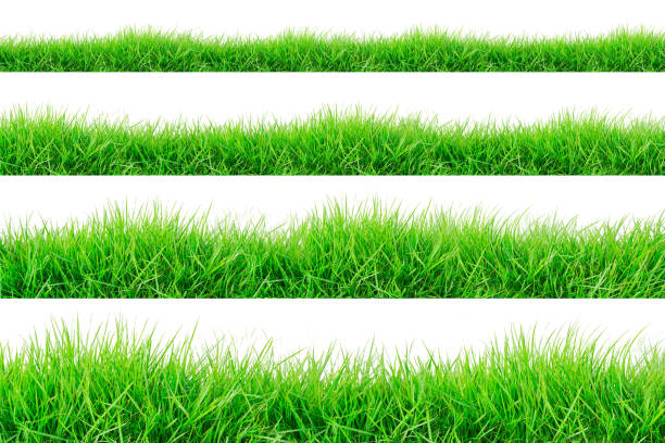 istock Green Grass Border isolated on white background. 1137851620