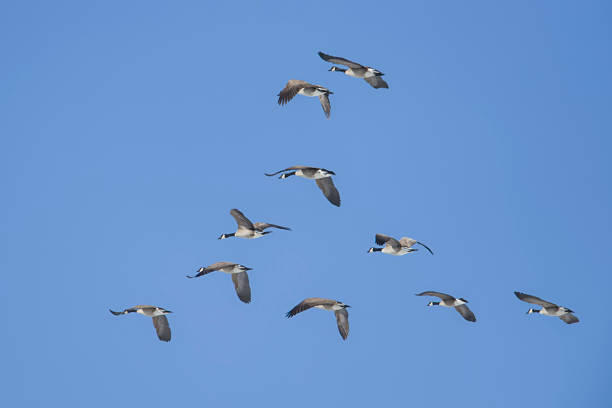istock Flock of geese in formation. 1137851732