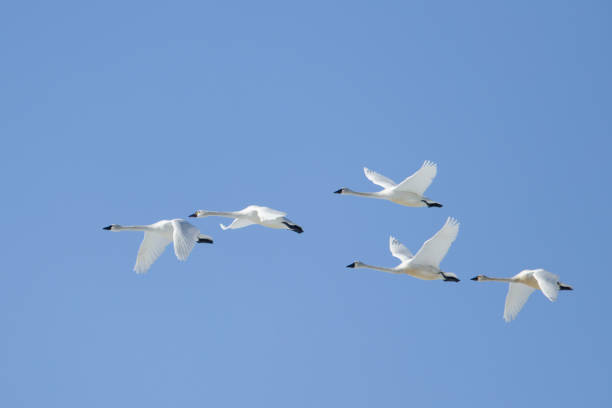istock Whistling swan flock in the sky. 1137851736
