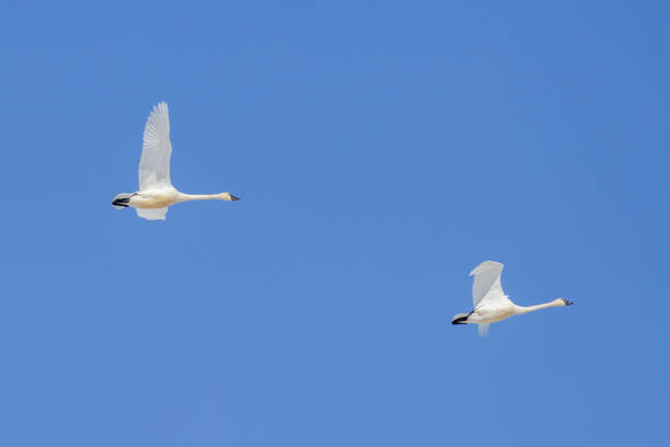 istock Pair of swans flying up high. 1137851738