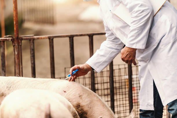 veterinario in camice bianco che tiene gli appunti sotto l'ascella e dà iniezione al maiale mentre è in piedi in cote. - swine flu immagine foto e immagini stock