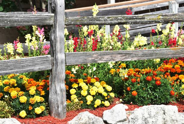 istock Flowers by the Fence 1137856316