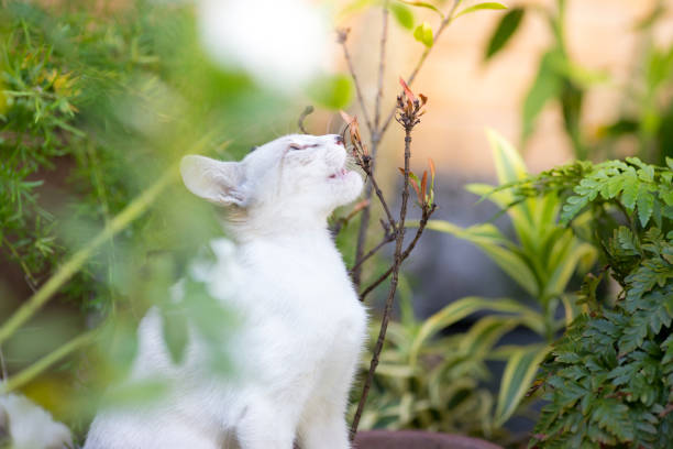 Young kitten smelling a plant on the garden with open mouth.